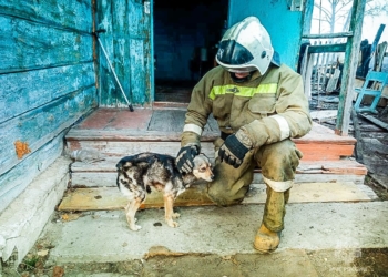 Важна каждая жизнь. Омские пожарные спасли из горящего дома собаку